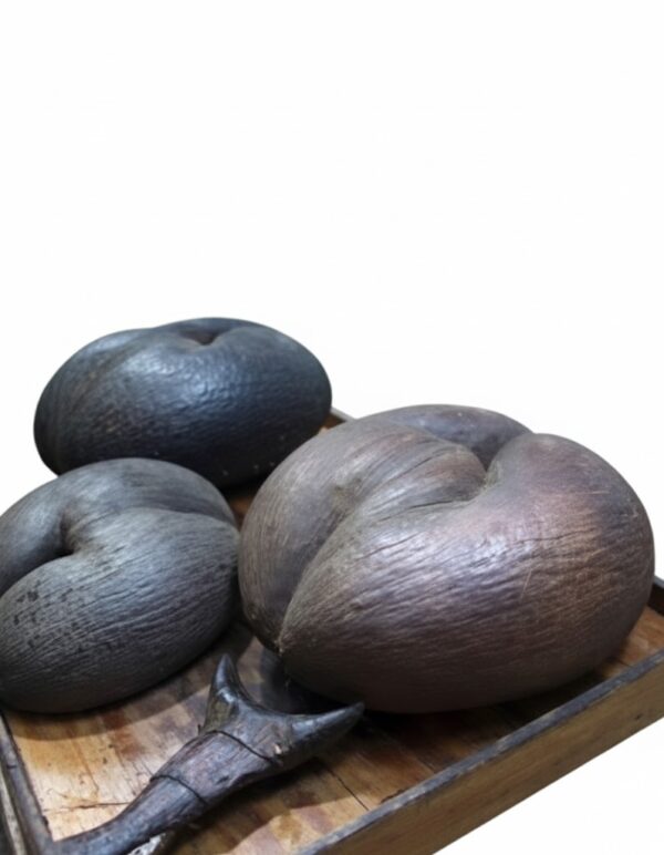 Double Coconut(Aklari thenga)