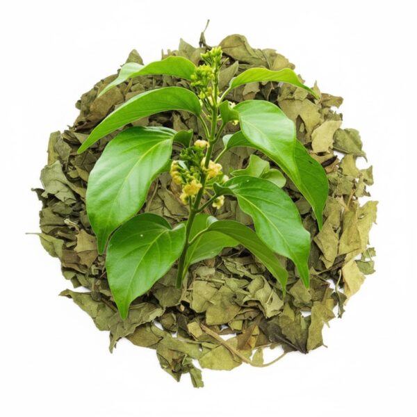 Chakkarakkolliyila/Periploca of woods-100gm