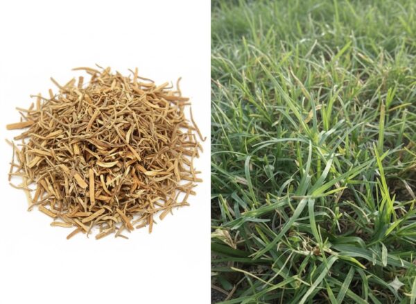 Irippa kadhal / Mahua Tree -100gm