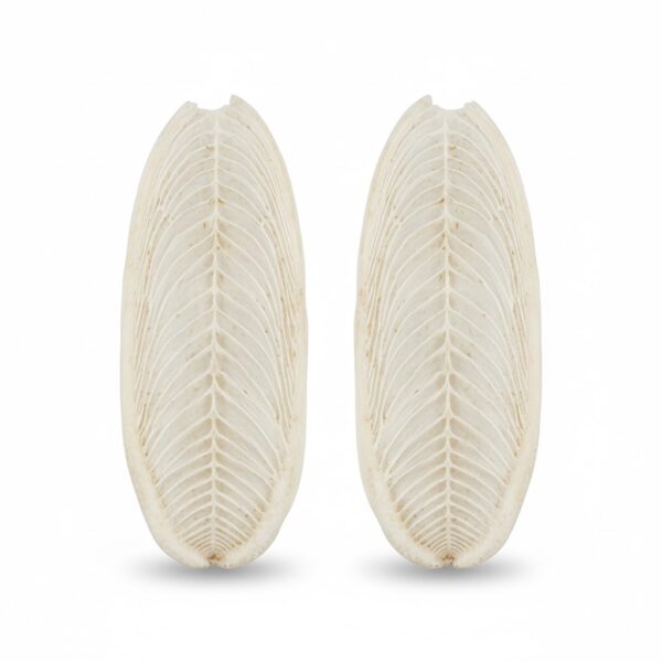 Kadala neere/ Cuttle Fish Bone-100gm