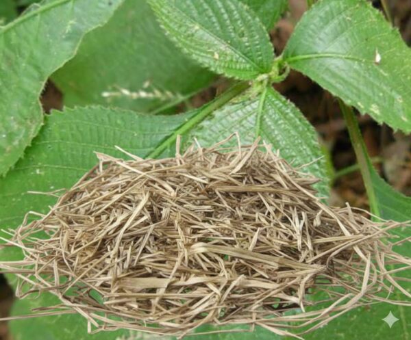 Karimkurunji Veru-100gm