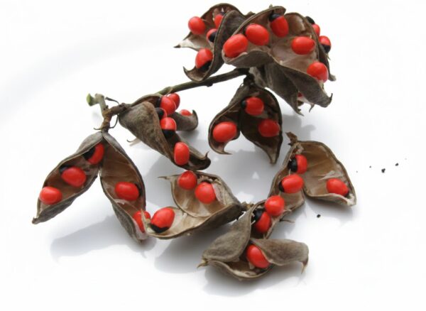 Kunnikuru(white)/Red Beed Tree