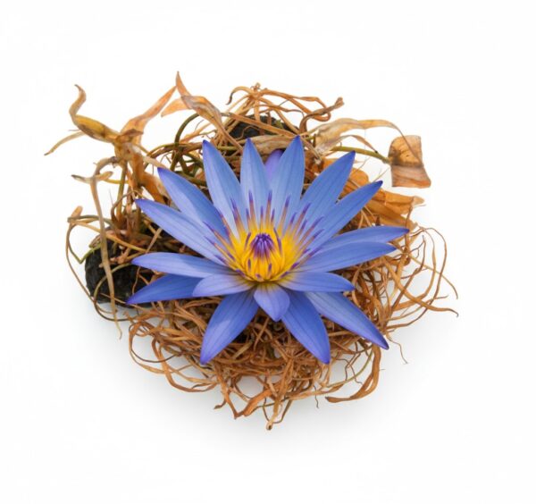 Naithal Kizhangu/  Indian blue water Fily -100gm