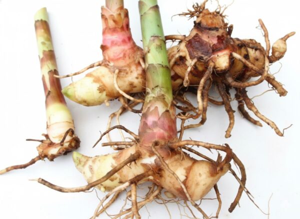 Narumchanna Kizhangu/ Ketha khand-100gm