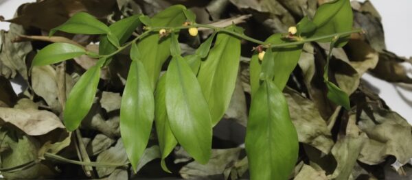 Paruvakodi/Vrikshadani