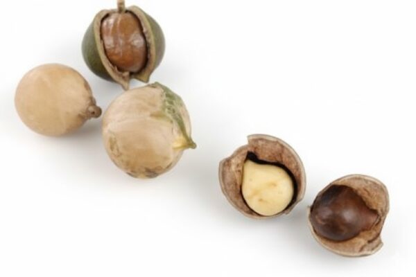 Punnapoov/Alexandrian laurel [dried]-100gm