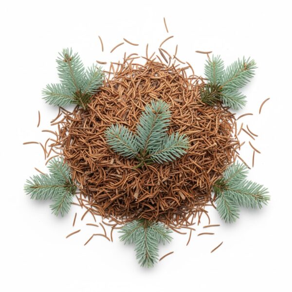 Talisapatram/ Himalayam Silver Fir Leaves -100gm