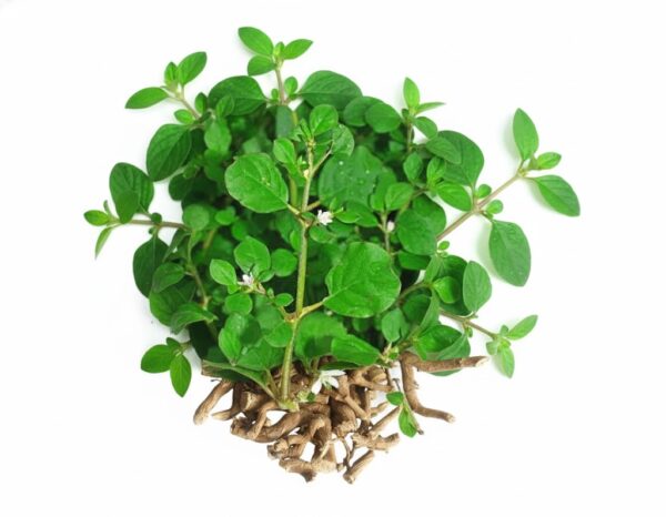 Thazhuthama Veru/ Spreading Hogweed-100gm