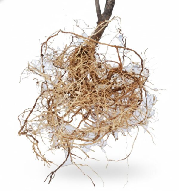 Thechi Veru/ Wild Date Fruit-100gm