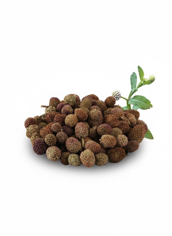 Adakkamanyan (Junippe Berry)