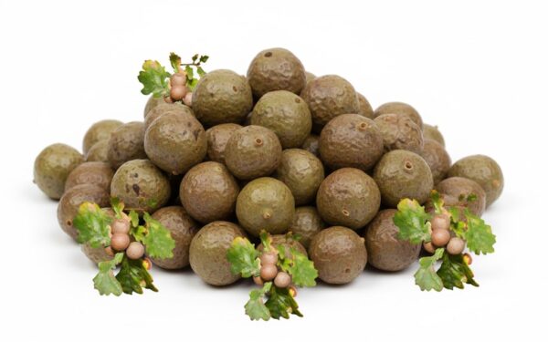 Maayakk/ Oak Galls