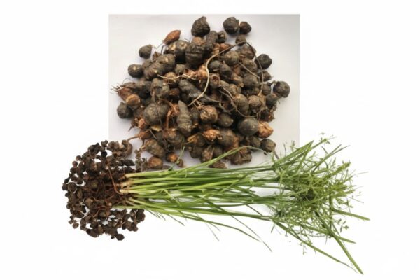 Muthanga Kizhang Unakka/Nut grass -100gm