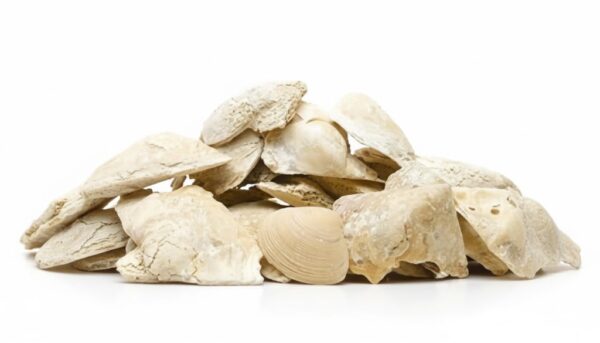 Muthuchippi/Calx of Pearl oyster Shells -100gm