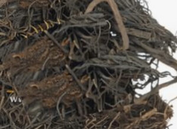 Peral Veru/Banyan Tree-100gm