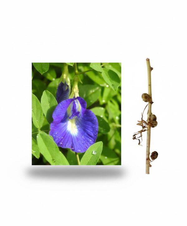 Shankhupushpam Veru/Clitoria-100gm