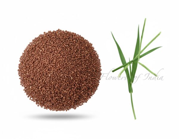 Varakinari/Common Millet-100gm