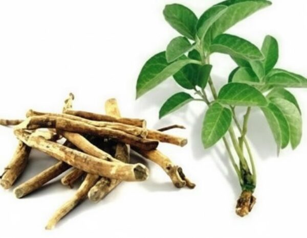 Vayalchulli Veru/ longleaved Barleria-100gm